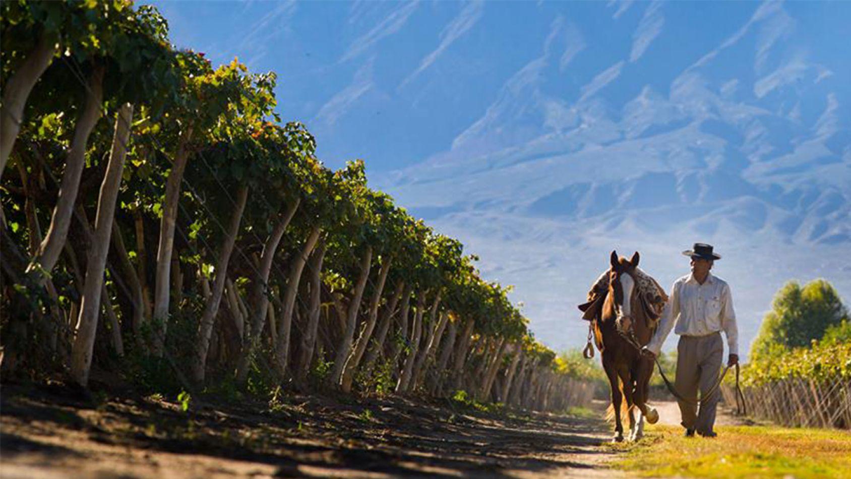 BODEGA EL PORVENIR DE CAFAYATE